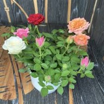 Grafted Rose Plant