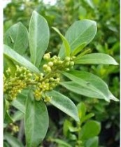 Gudmar Plant