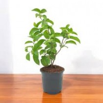Gudmar Plant