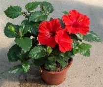 Hibiscus (Gudahal) Plant