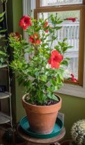 Hibiscus (Gudahal) Plant