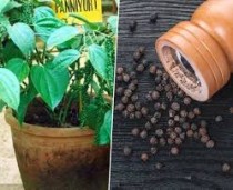 Kali Mirch Plant (Black pepper)