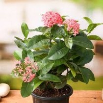 Ixora Plant