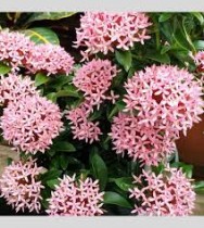 Ixora Plant