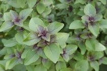 Kapoor Tulsi  Plant