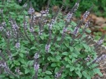 Kapoor Tulsi  Plant