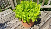 Lettuce Plant