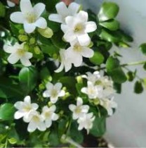 Madhukamini Plant