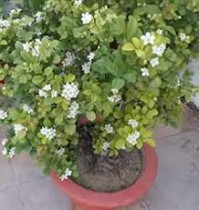 Madhukamini Plant