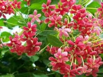 Madhumalti Plant