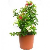 Madhumalti Plant