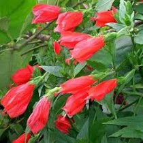 Mirchi Godahal Plant