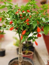 Mirchi Godahal Plant