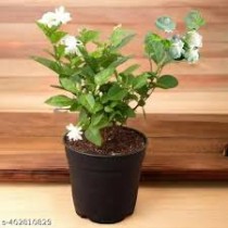 Mogra Plant 