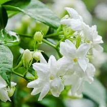 Mogra Plant 