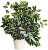 Maurya Plant 
