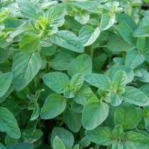 Oregano Plant