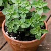 Oregano Plant