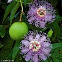 Passion Flower Plant (Krishna kamal)