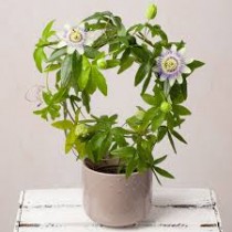 Passion Flower Plant (Krishna kamal)