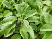  Patharchatta plant 