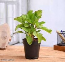  Patharchatta plant 