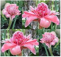 Pink Ginger Plant