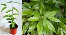 Tej Patta (Bay leaf) Plant