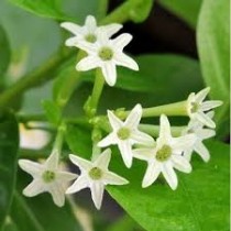 Raat Ki Rani Plant
