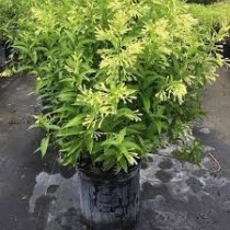 Raat Ki Rani Plant