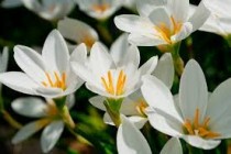 Rain Lilly Assorted ( Set of 10 Pcs)