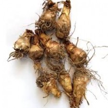 Rajnigandha Bulb ( Set of 10 Pcs)
