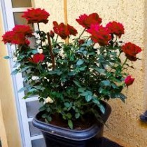 Rose (Gulab) Plant