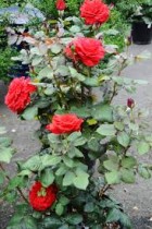 Rose (Gulab) Plant