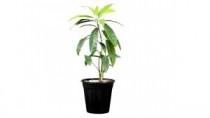 Rudraksh Plant