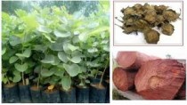 Chandan Plant (Sandal wood)