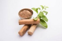 Chandan Plant (Sandal wood)