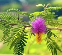 Shami Plant