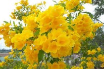 Ticoma Plant 