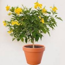 Ticoma Plant 