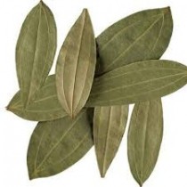 Tej Patta (Bay leaf) Plant