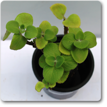 Mexican mint, Patharchur, Ajwain Leaves - Plant