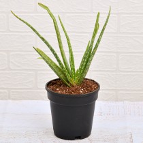 Aloe vera - Succulent Plant