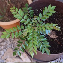 Curry Leaves, Kadi Patta Plant