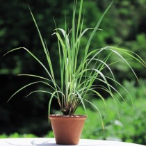 Lemon Grass - Plant