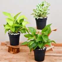 Money Plant, Scindapsus ( Pack of 3) - Plant