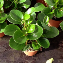 Peperomia obtusifolia - Plant
