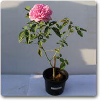 Damascus Rose, Scented Rose (Any Color) - Plant