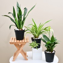 Top 3 Air Purifier Plants Pack