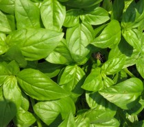 sweet basil